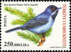 Colnect-958-455-R%C3%BCppell-s-Warbler-Sylvia-rueppelli.jpg