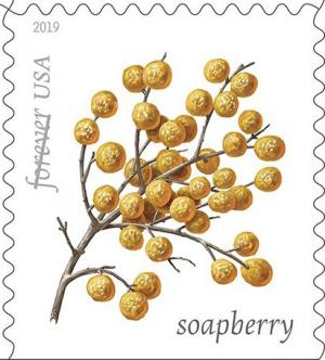 Colnect-6090-804-Soapberry.jpg