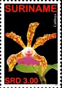 Colnect-4017-069-Cattleya.jpg