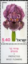 Colnect-2618-750-Iris-Haynei.jpg