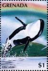 Colnect-4391-360-Killer-whale.jpg