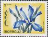 Colnect-881-510-Iris-bungei.jpg