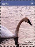 Colnect-5164-910-Tundra-swan.jpg