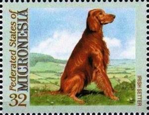 Colnect-5576-670-Irish-setter.jpg