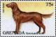 Colnect-4373-690-Irish-setter.jpg