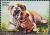 Colnect-3875-110-Bulldog.jpg