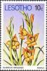 Colnect-1730-131-Gladioli.jpg