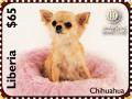 Colnect-7366-517-Chihuahua.jpg