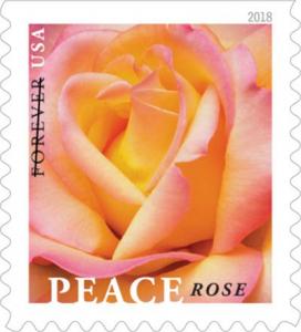 Colnect-4901-219-Peace-Rose.jpg