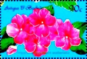 Colnect-4103-319-Impatiens.jpg