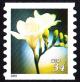 Colnect-2987-194-Freesia.jpg