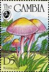 Colnect-3063-701-Mycena-pura.jpg