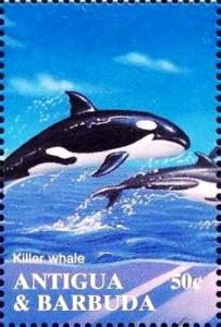 Colnect-4112-751-Killer-whale.jpg