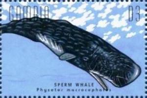 Colnect-4698-211-Sperm-whale.jpg