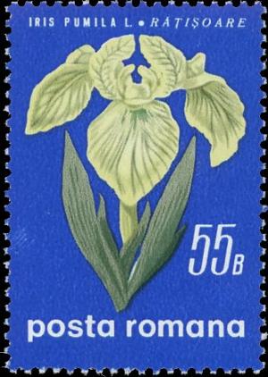 Colnect-5064-351-Iris-pumula.jpg