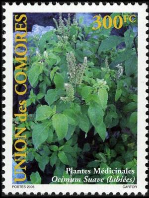 Colnect-6056-061-Ocimum-suave.jpg