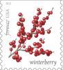 Colnect-6090-801-Winterberry.jpg