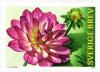 Colnect-2510-205-Dahlias.jpg