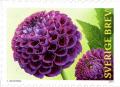 Colnect-2510-202-Dahlias.jpg