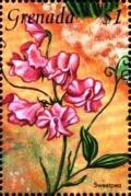 Colnect-4391-298-Sweetpea.jpg