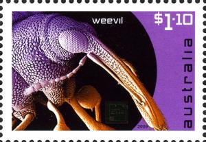 Colnect-666-292-Weevil.jpg