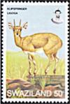 Colnect-5830-662-Klipspringer.jpg