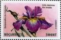 Colnect-5089-362-Iris-ensata.jpg