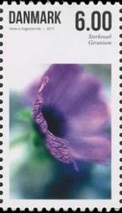 Colnect-959-722-Geranium-sp.jpg