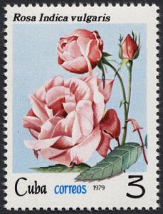 Colnect-852-892-Rosa-indica.jpg