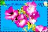 Colnect-4103-320-Petunia.jpg