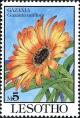 Colnect-2865-346-Gazania.jpg