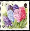 Colnect-706-736-Hyacinths.jpg