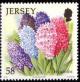 Colnect-706-736-Hyacinths.jpg