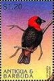 Colnect-4127-039-Red-bishop.jpg