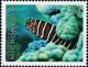 Colnect-5580-213-Zebra-moray.jpg