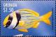 Colnect-4581-418-Porkfish.jpg