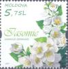 Colnect-5664-435-Jasmine.jpg