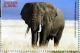 Colnect-4910-444-Elephant.jpg