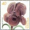 Colnect-720-497-Irises.jpg