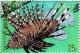 Colnect-5576-499-Lionfish.jpg