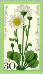 Colnect-155-354-Oxeye-daisy.jpg