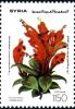 Colnect-2226-354-Gesneriaceae.jpg