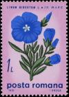 Colnect-5064-352-Downy-flax.jpg