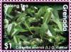 Colnect-5983-052-Oolong-tea.jpg