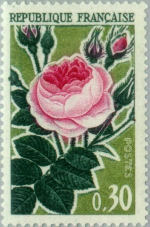 Colnect-144-353-Old-Rose.jpg