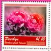 Colnect-4016-757-Peony-rose.jpg