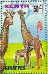 Colnect-6270-578-Giraffes.jpg