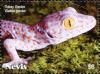 Colnect-5164-915-Tokay-Gecko.jpg