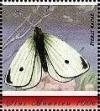 Colnect-5965-125-Pieris-rapae.jpg