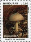 Colnect-3106-861-Amanita-sp.jpg